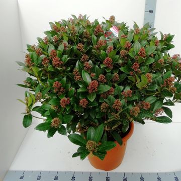 Skimmia japonica 'Rubella'