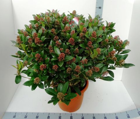 Skimmia japonica 'Rubella'