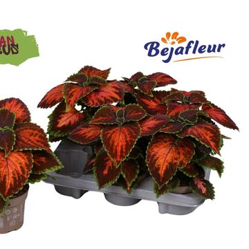 Coleus 'Magnificent Mile'