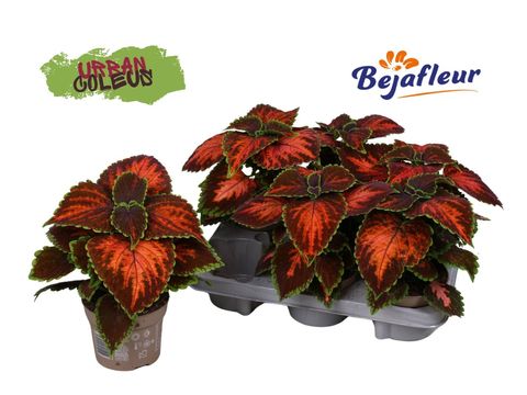 Coleus 'Magnificent Mile'