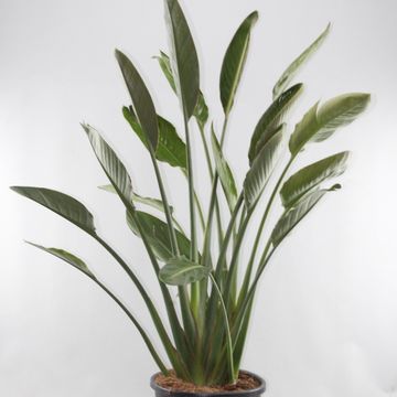 Strelitzia reginae