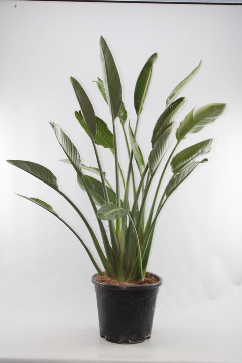 Strelitzia reginae