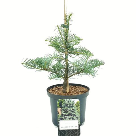 Abies concolor 'Archer's Dwarf' (Novarbo)