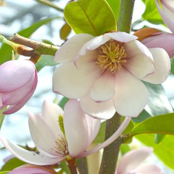 Magnolia FAIRY MAGNOLIA BLUSH