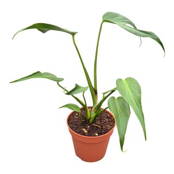 Monstera 'Burle Marx Flame'