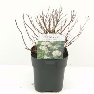 Spiraea japonica 'Albiflora' (Hooftman boomkwekerij)