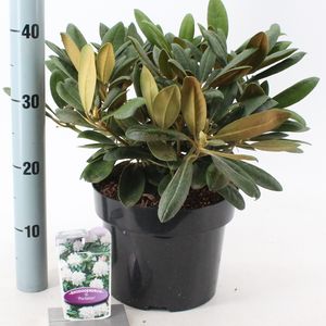 Rhododendron 'Porzellan' (About Plants Zundert BV)