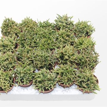 Rhipsalis burchellii