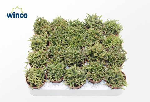 Rhipsalis burchellii