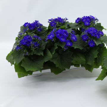 Pericallis MANDALA BLUE