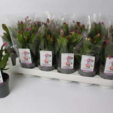 Schlumbergera MIX