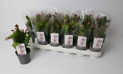 Schlumbergera MIX