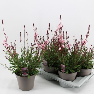 Gaura lindheimeri GAUDI ROSE