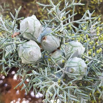 Cupressus arizonica 'Glauca'