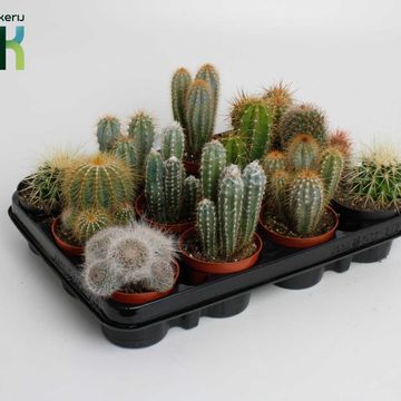 Cactus MIX
