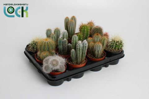 Cactus MIX