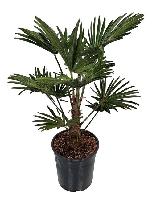 Trachycarpus wagnerianus