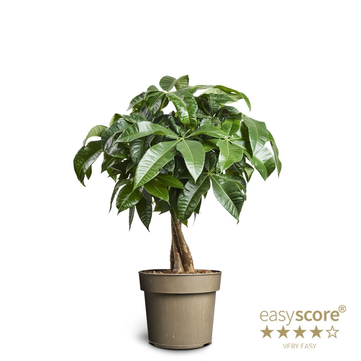 Pachira aquatica — Plant Wholesale FlorAccess