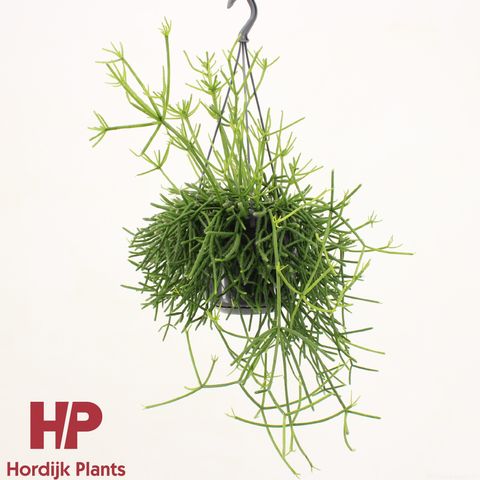 Rhipsalis heteroclada