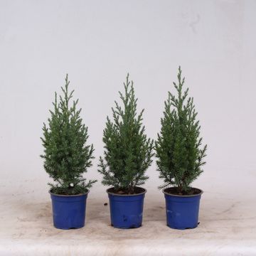 Juniperus chinensis 'Stricta'