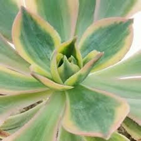 Aeonium arboreum 'Sunburst'