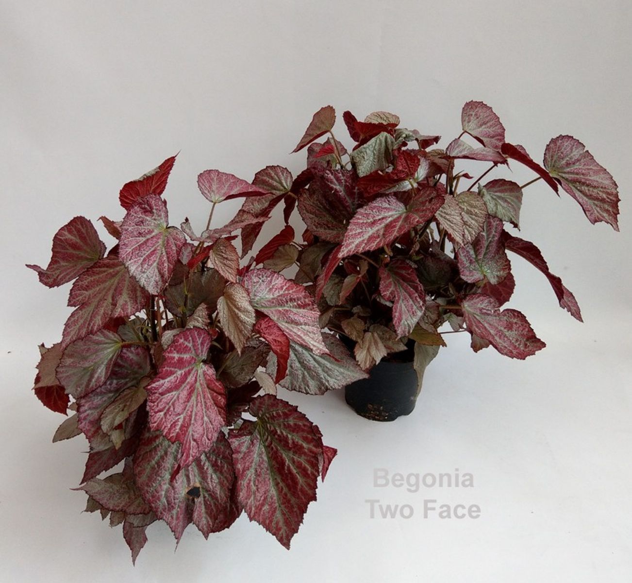 Begonia 'Two Face' — Plant Wholesale FlorAccess