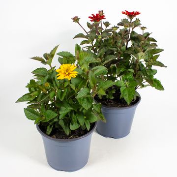 Heliopsis helianthoides MIX