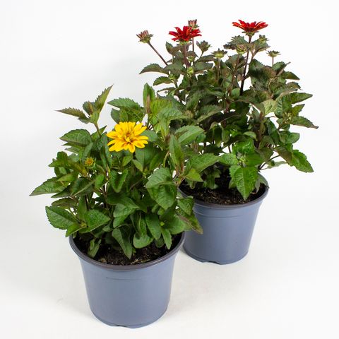 Heliopsis helianthoides MIX