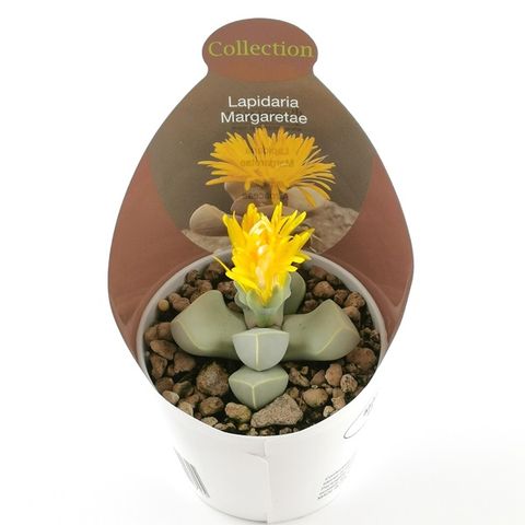 Lapidaria margaretae