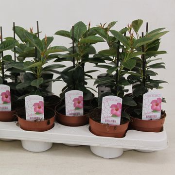 Mandevilla RIO HOT PINK