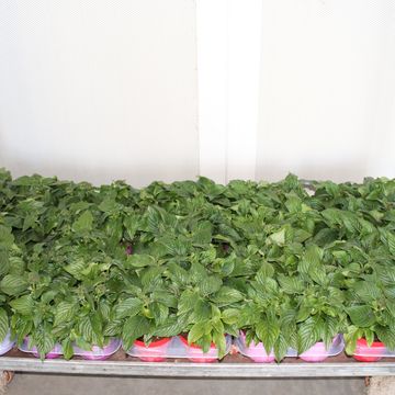 Pentas lanceolata MIX