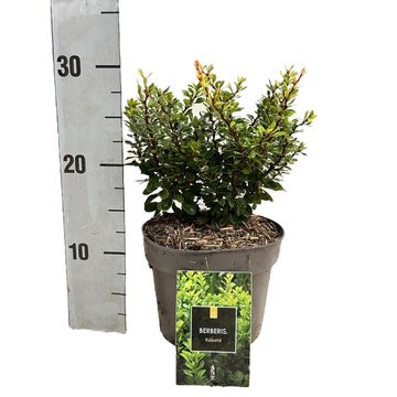 Berberis thunbergii 'Kobold'