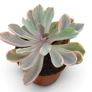 Echeveria RAINBOW