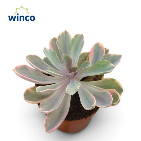 Echeveria RAINBOW