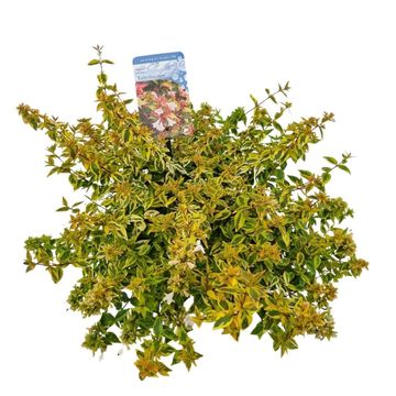 Abelia x grandiflora 'Kaleidoscope'