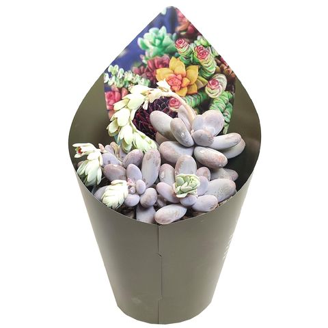 Pachyphytum oviferum