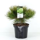 Pinus densiflora 'Low Glow'