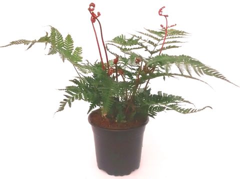 Dryopteris erythrosora 'Brilliance'