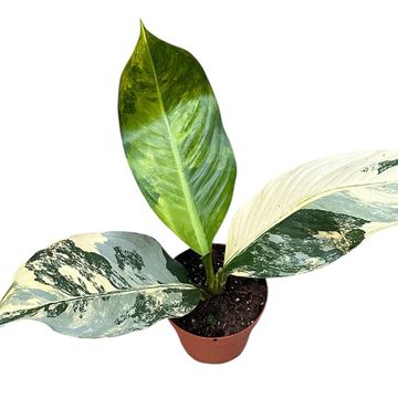 Dieffenbachia 'Биг Бен'