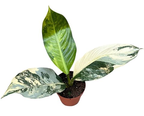 Dieffenbachia 'Big Ben'