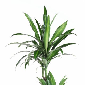 Dracaena fragrans 'Paloma'