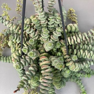 Crassula marnieriana 'Hottentot'