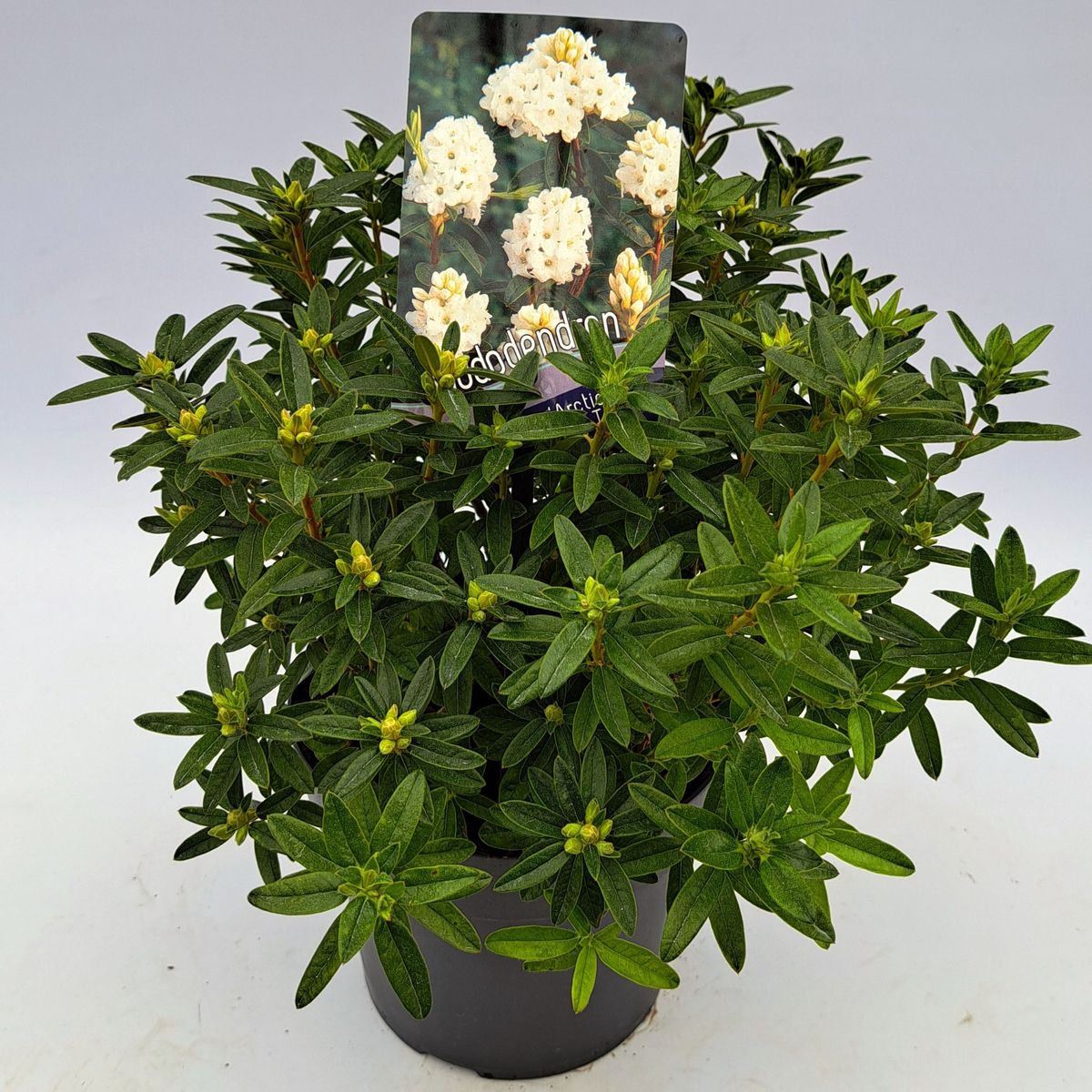 Rododendrs Rhododendron 'Arctic Tern' — Plant Wholesale FlorAccess