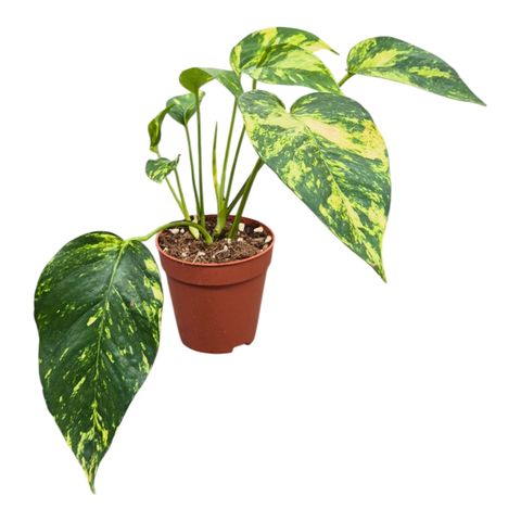 Epipremnum pinnatum 'Yellow Flame'