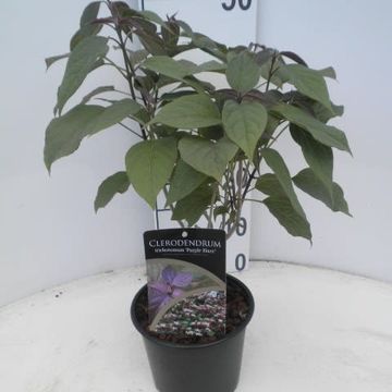 Clerodendrum trichotomum 'Purple Blaze'