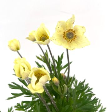 Anemone x lesseri SPRING BEAUTY WHITE