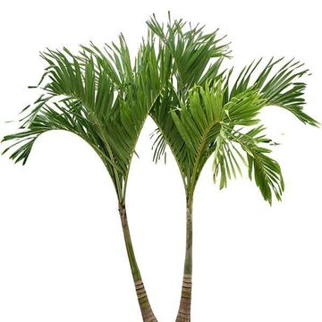 Adonidia merrillii