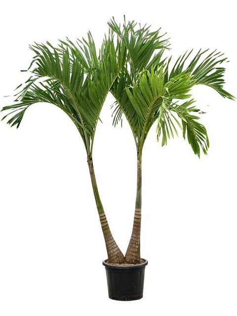 Adonidia merrillii