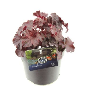 Heuchera 'Melting Fire'