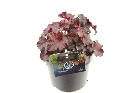 Heuchera 'Melting Fire'